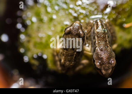 Grenouille Rousse (Rana temporaria) - paire de petites grenouilles Banque D'Images