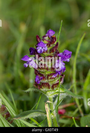Selfheal (Prunella vulgaris) Banque D'Images