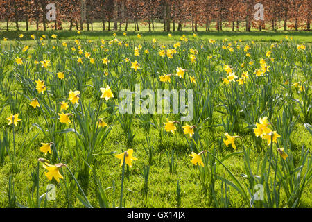 Dans les narcisses naturalisés grange à foin prairie. Jardins de Brightwater, Saxby, Lincolnshire, Royaume-Uni. L'hiver, février 2016. Banque D'Images
