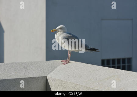 Goéland argenté. Larus argentatus. UK Banque D'Images