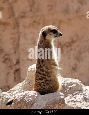 Meerkat debout sur la roche et regarder Banque D'Images