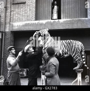 1940, historiques, entraîneur des animaux Kaye Barfield ouvre la bouche d'une exécution de tigre sur une plate-forme surélevée, en tant que travailleurs dans un entrepôt à regarder vers le bas. Banque D'Images