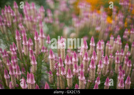 Celosia spicata dans pleine floraison le woolflowers cockscombs Banque D'Images