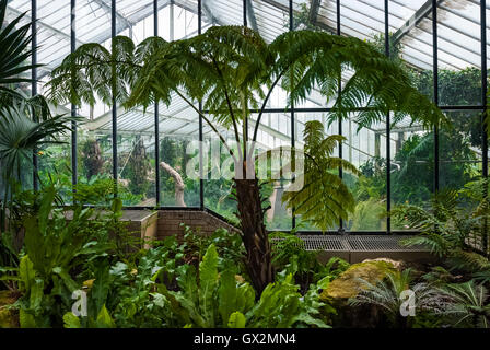 Serre de plantes tropicales à Kew Gardens Banque D'Images