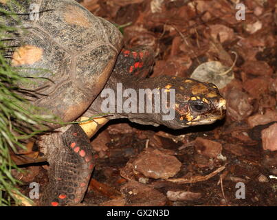 Rouge d'Amérique du Sud (Chelonoidis carbonaria tortue à pieds) Banque D'Images