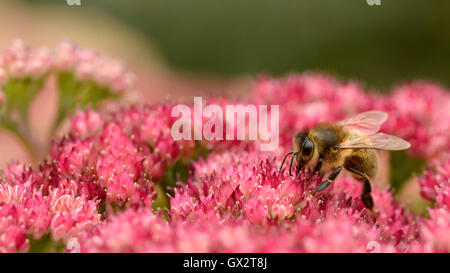 Macro panoramique d'abeille (Apis) se nourrissant de fleurs sedum rouge vu de profil Banque D'Images