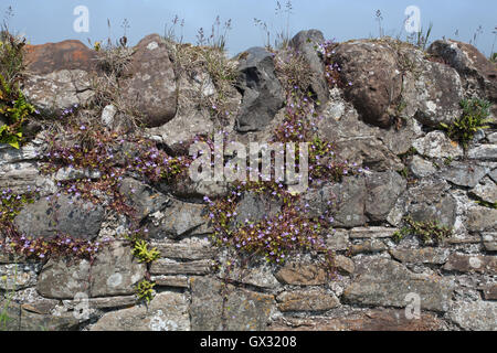 Linaire à feuilles de lierre Cymbalaria muralis sur un mur en pierre traditionnelle à l'Île Sainte Angleterre Northumberland Royaume-uni Grande-Bretagne Banque D'Images