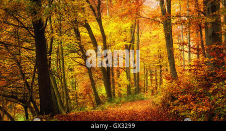 Forêt d'automne paysage avec des couleurs chaudes et un sentier couvert de feuilles qui mène à la scène Banque D'Images