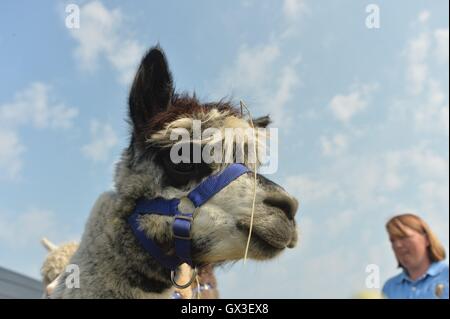 Thame, UK. 15 Sep, 2016. Les chiens et les chevaux ont montré leurs talents à l'Thame Horse Show et le pays, jeudi, à la Sonnaz Show Ground. Des démonstrations d'animaux vivants, sauter, courir et beaucoup de conduite chien montre les accoucheuses traditionnelles. Show Jumping. Credit : Sidney Bruere/Alamy Live News Banque D'Images