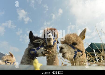 Thame, UK. 15 Sep, 2016. Les chiens et les chevaux ont montré leurs talents à l'Thame Horse Show et le pays, jeudi, à la Sonnaz Show Ground. Des démonstrations d'animaux vivants, sauter, courir et beaucoup de conduite chien montre les accoucheuses traditionnelles. Sur la photo d'alpagas Huacaya Grande maison d'alpaga. Credit : Sidney Bruere/Alamy Live News Banque D'Images