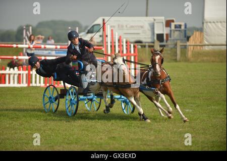 Thame, UK. 15 Sep, 2016. Les chiens et les chevaux ont montré leurs talents à l'Thame Horse Show et le pays, jeudi, à la Sonnaz Show Ground. Des démonstrations d'animaux vivants, sauter, courir et beaucoup de conduite chien montre les accoucheuses traditionnelles. Sur la photo se précipitent au volant. Credit : Sidney Bruere/Alamy Live News Banque D'Images