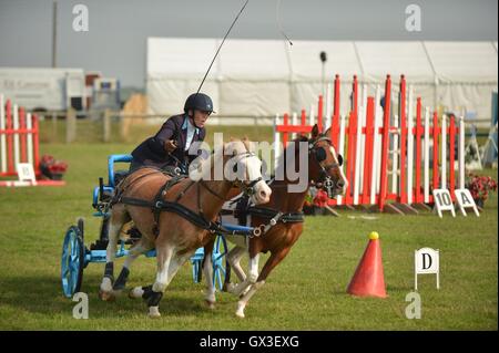 Thame, UK. 15 Sep, 2016. Les chiens et les chevaux ont montré leurs talents à l'Thame Horse Show et le pays, jeudi, à la Sonnaz Show Ground. Des démonstrations d'animaux vivants, sauter, courir et beaucoup de conduite chien montre les accoucheuses traditionnelles. Sur la photo se précipitent au volant. Credit : Sidney Bruere/Alamy Live News Banque D'Images