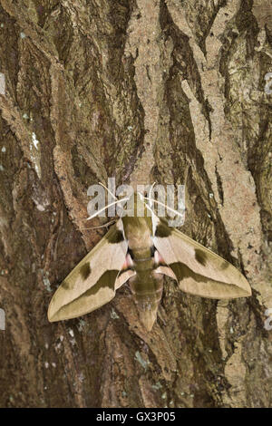 Mittelmeer-Wolfsmilchschwärmer Riesen-Wolfsmilchschwärmer, Hyles, Nicée, Méditerranée Hawk-moth, une plus grande, le sphynx de l'Euphorbe ésule S Banque D'Images