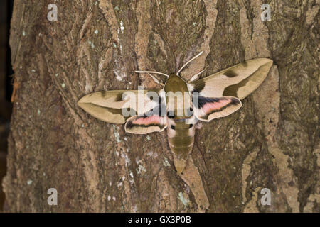 Mittelmeer-Wolfsmilchschwärmer Riesen-Wolfsmilchschwärmer, Hyles, Nicée, Méditerranée Hawk-moth, une plus grande, le sphynx de l'Euphorbe ésule S Banque D'Images