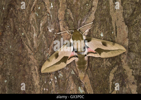 Mittelmeer-Wolfsmilchschwärmer Riesen-Wolfsmilchschwärmer, Hyles, Nicée, Méditerranée Hawk-moth, une plus grande, le sphynx de l'Euphorbe ésule S Banque D'Images