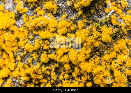 Renne jaune ou lichen Cladonia rangiferina croissant sur vieux mur, Close up macro. Banque D'Images