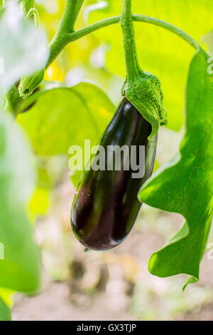 De plus en plus de l'aubergine dans le jardin. Cultiver des légumes frais. Aubergine en potager. Banque D'Images