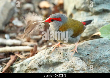 Un rouge-browed Firetail apportant une plume retour à la ligne de son nid. Banque D'Images