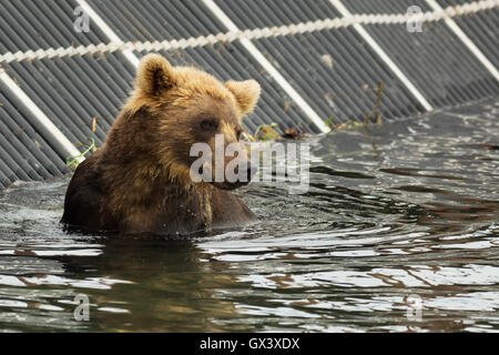 Ours brun en attente de proies dans le lac Kurile. Banque D'Images