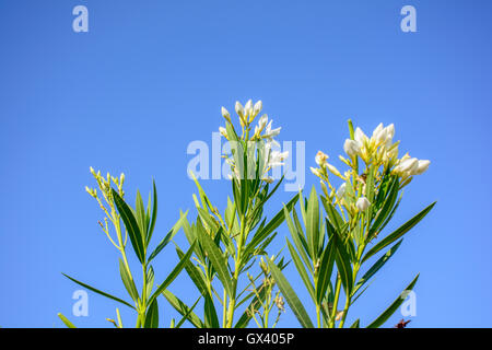 Nerium oleander rose dans le ciel bleu Banque D'Images