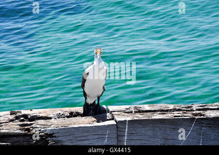 Grand noir et blanc grand cormoran standing on jetty structure avec l'océan Indien dans l'ouest de l'Australie. Banque D'Images