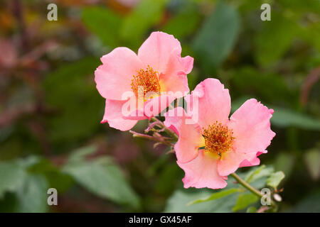 Rosa 'Ausfire Morning Mist' fleurs. Banque D'Images