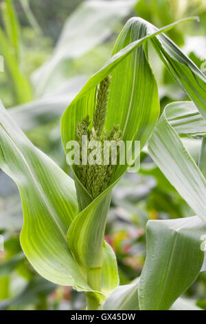 Zea mays. Les fleurs mâles sur des plantes de maïs. Banque D'Images