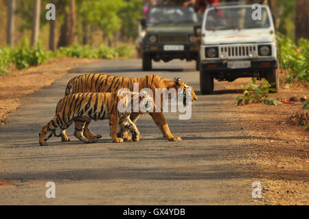 Tiger Crossing. Tigresse du Bengale sauvages et d'oursons traversant une route forestière dans le Parc National de Tadoba, Maharashtra, Inde Banque D'Images