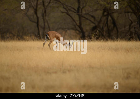 Chinkara ou gazelle indienne le pâturage sur une prairie dans le parc national de Ranthambore dans l'état de l'Inde Rajasthan Banque D'Images