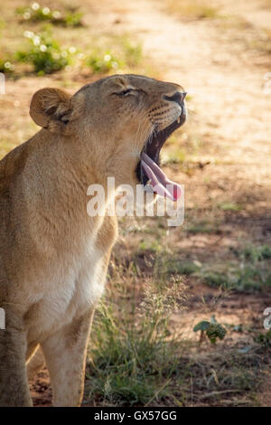 Portrait d'une adolescente lion bâillant à Victoria Falls, Zimbabwe Banque D'Images