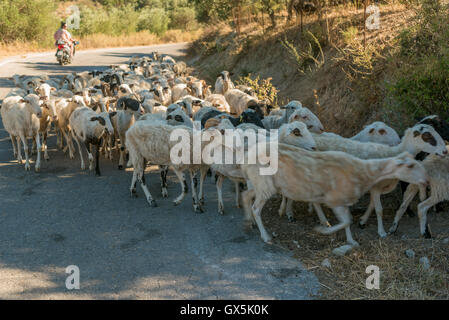 Moutons en Crète, Grèce. Photographie représentant touristique typique aeria rural dans l'île Banque D'Images