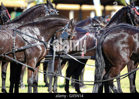 Chevaux flamands (South African) Vlaamperde Moorreesburg la transpiration dans le faisceau au Salon de l'agriculture, Western Cape, Afrique du Sud Banque D'Images