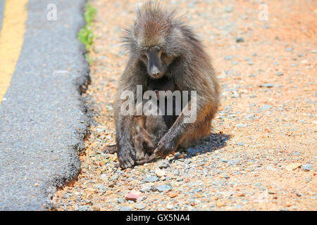 Babouin Chacma jeunes sauvages (Papio ursinus) protégé par des femmes à côté de babouin road, Franschhoek Pass, Western Cape, Afrique du Sud Banque D'Images