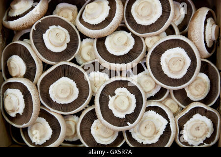 Les champignons sur l'affichage à un marché de gros Banque D'Images