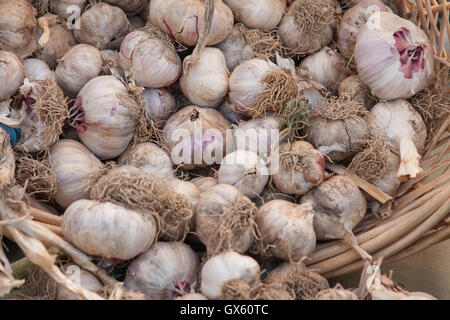 L'ail frais biologiques en vente sur le marché de producteurs à Monterey, Californie. Banque D'Images