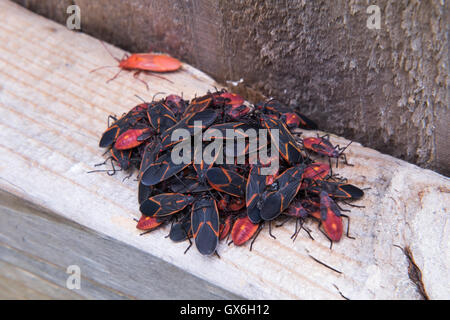 Essaim de fort mauvais insectes essaiment sur une clôture en bois de fer. Banque D'Images