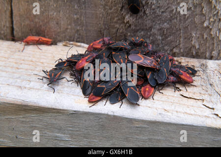 Essaim de fort mauvais insectes essaiment sur une clôture en bois de fer. Banque D'Images