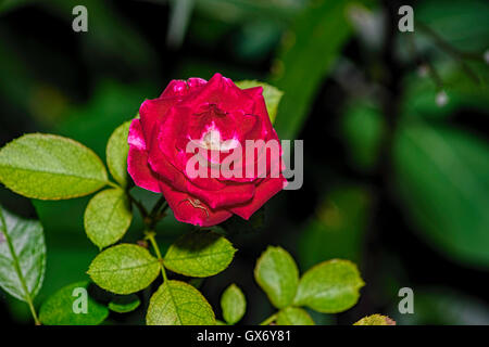 Rose rouge avec petite araignée sur pétale inférieur Banque D'Images