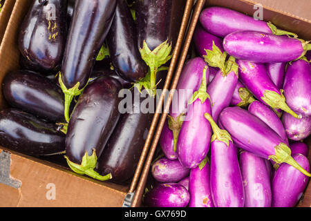 Noir et violet aubergines au marché Banque D'Images