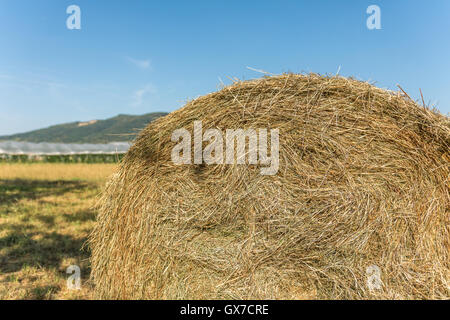L'agriculture avec balles de foin dans des émissions avant Banque D'Images