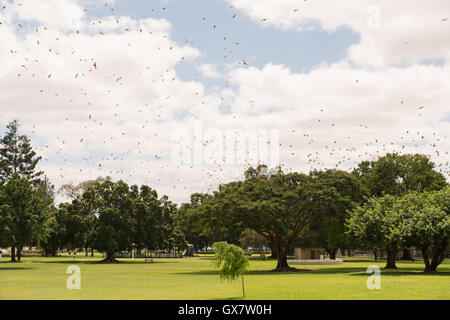 Des centaines de Pteropus scapulatus / renard volant, volant dans un essaim au-dessus des arbres dans un parc à Charters Towers, en Australie Banque D'Images