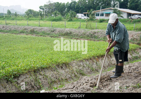 Vieil homme creuser le sol à sol pour la plantation d'arbre et de légumes dans le jardin de plus en plus de temps au crépuscule le 14 juillet 2016 à Phatthalung, T Banque D'Images