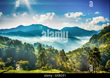 Matin brumeux dans ferme de fraises à la montagne doi angkhang, Chiangmai : Thaïlande Banque D'Images