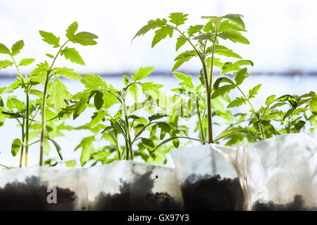 Les plantules du plant de tomate en serre dans des récipients en plastique Banque D'Images