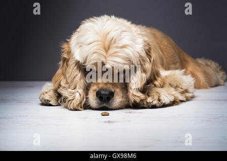 Chien sur un plancher en bois blanc. Les jeunes Américains de race cocker anglais couché et lèche son nez pendant la recherche de nourriture pour chiens. Banque D'Images