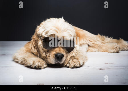 Chien avec des lunettes de soleil. Cocker Américain blanc couché sur un plancher en bois. Jeune Cocker pure race. Fond sombre. Banque D'Images