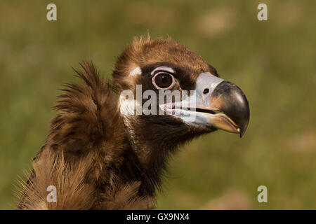 Portrait d'un Cinereous Vulture (Platycnemis monachus), la plus grande espèce de vautour en Europe. Banque D'Images