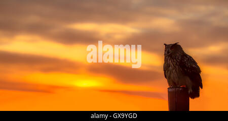 Eagle owl au coucher du soleil Banque D'Images