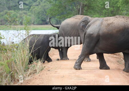 Un défilé d'éléphants protéger les jeunes veaux qu'ils se déplacent en formation dans Sri Lanka, Wasgamuwa Banque D'Images