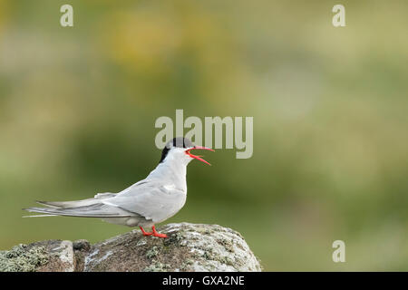 Sterne arctique (Sterna paradisaea) debout sur un rocher et des hurlements ; île de mai Ecosse UK Banque D'Images